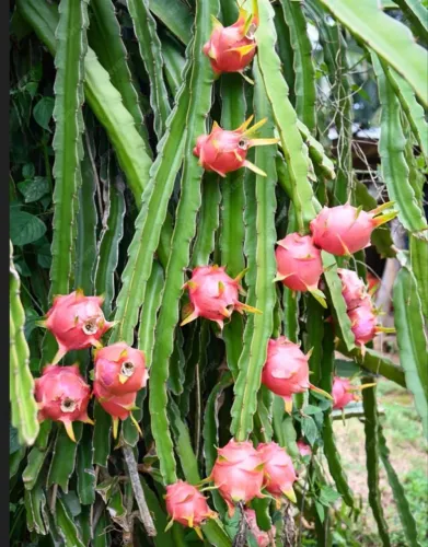 Mudas De Pitayas Da Polpa Vermelha-Auto Fértil