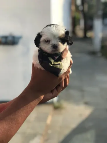 Shih tzu fêmea com 49 dias vacinada e garantias em contrato e com pedigree