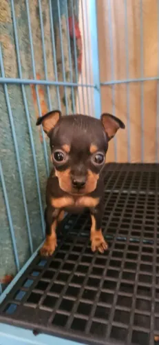 Pinscher pequenininha zero