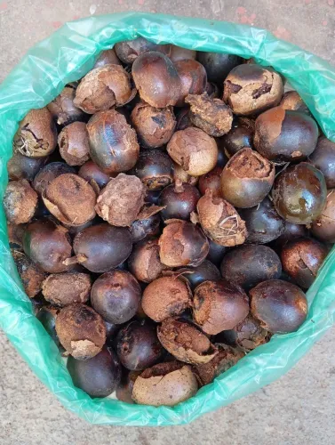 100 Sementes de palmeira azul Bismarck 