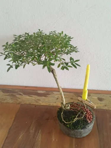 Bonsai Serissa Phoetida, Ligustro, Buxus