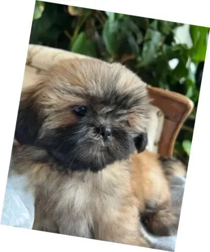 Lhasa Apso Bicolor Macho - Aquele Cãozinho que Você Procura!