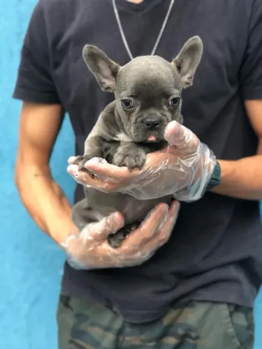 Bulldog Francês pirata/tigrado/fulvo/branco