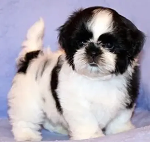 Shih-Tzu Fêmea Red: O Carinho e a Fofura Que Seu Lar Merece!