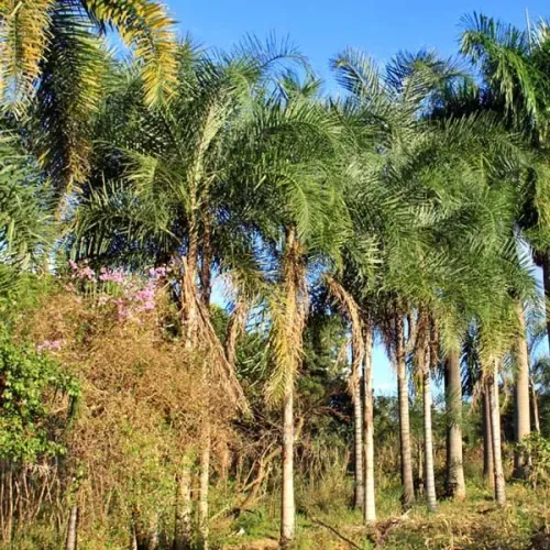 mudas da palmeira gueiroba ou guariroba 