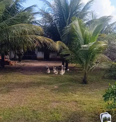 Filhotes de Ganços 