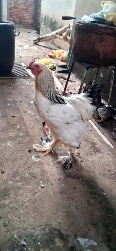 Galo Brahma