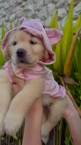 FILHOTES GOLDEN RETRIVER/ pronta entrega