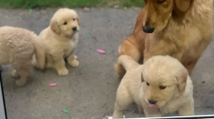 golden retriever filhotes