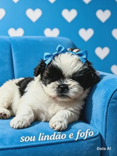 Shih Tzu Tatui