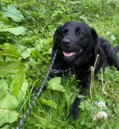 Doação de um labrador macho