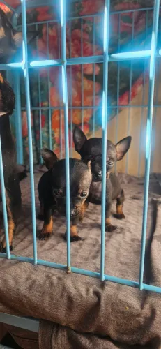 Pinscher fêmea 00