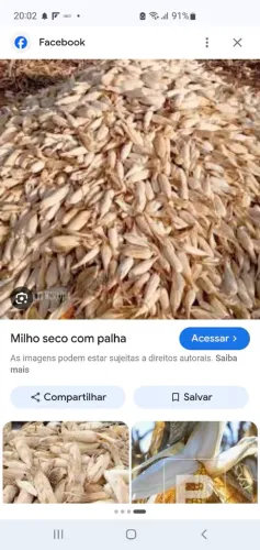 Milho com palha