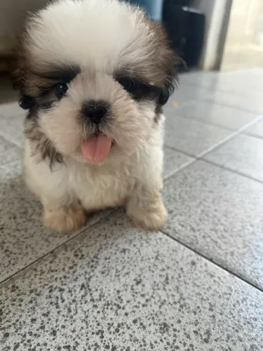 Shihtzu machinho bem pequeno