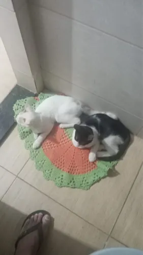 GATOS MACHOS