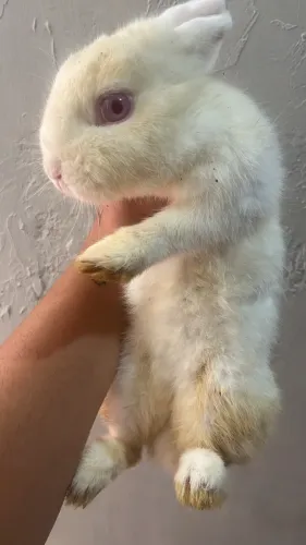 Coelha netherland adulta