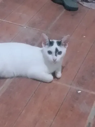 Doação de gatinha