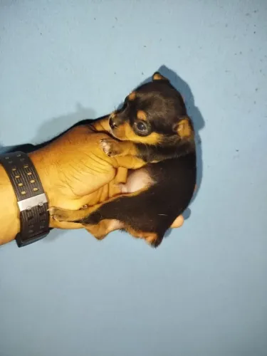 Pinscher macho
