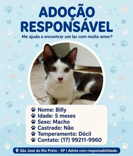 Gato para adoção responsável