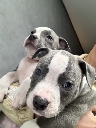 FILHOTE AMERICAN BULLY 83 dias
