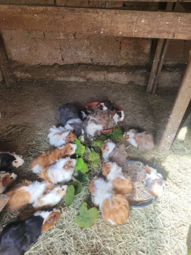 Porquinho da Índia 
