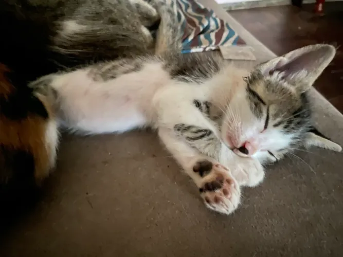 GATINHOS PARA ADOÇÃO RESPONSÁVEL