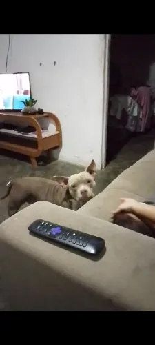 Procura se um namorado