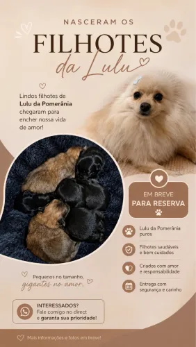 Lulu da Pomerânia - Spitz Alemão