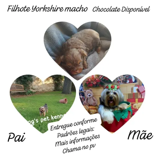 Filhote Yorkshire macho chocolate