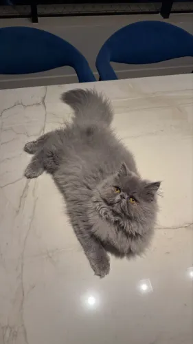Gato Persa procura namorada