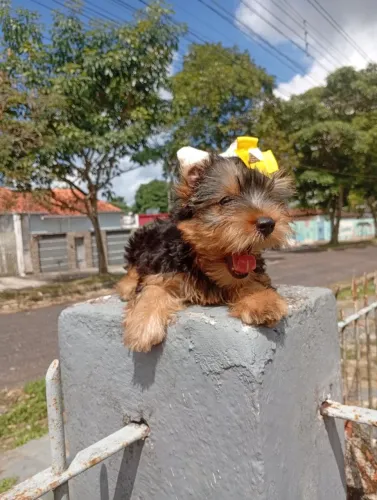Yorkshire terrier micro FEMEA de excelente linhagem.