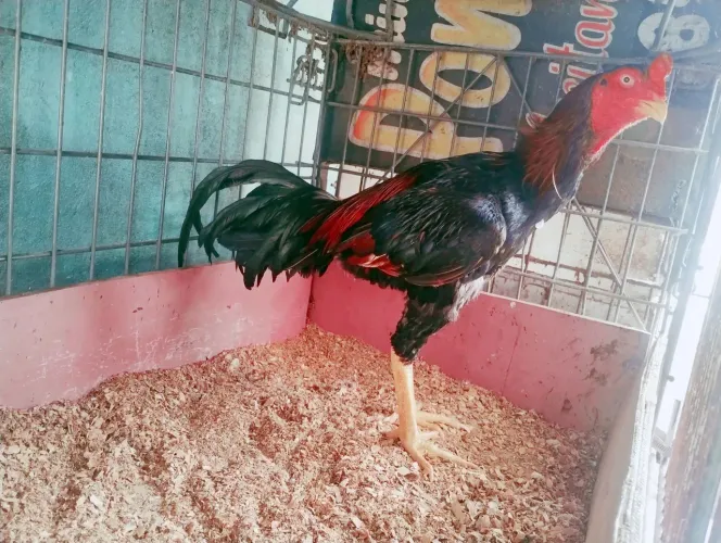 Frango