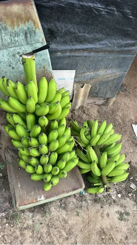 Vendo banana maçã $6.00 dúzias