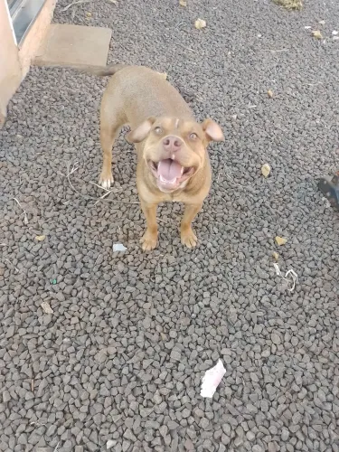 Cachorro pit bull terrier