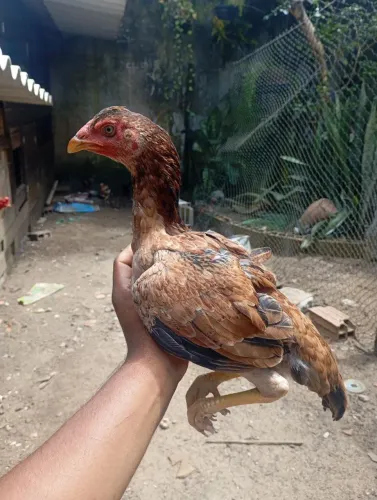 Frangas de raça 45 cada