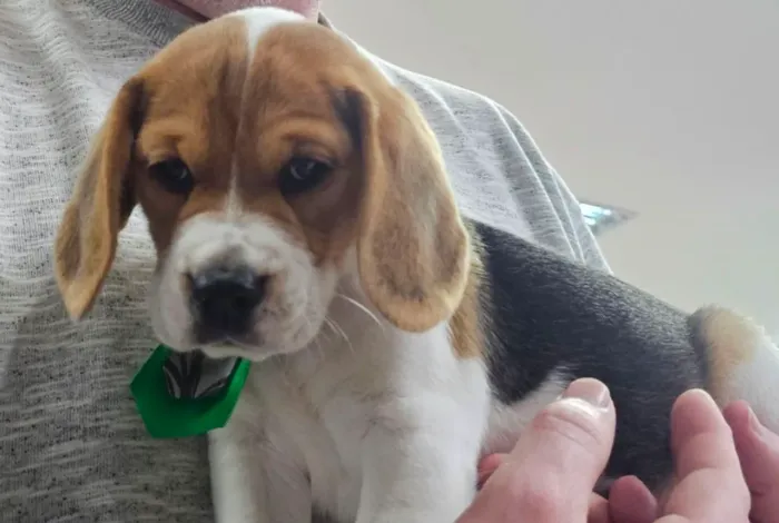 Vendo filhote beagle