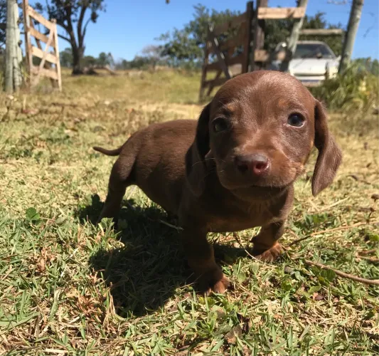 Dachshund (Cofap salsichinha Basset )
