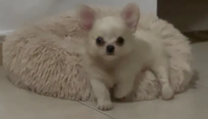 Chihuahua
