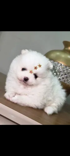 Vende filhotes de spitz alemão 