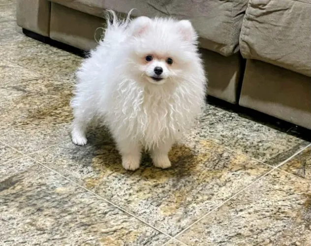 Spitz Alemão Lulu Anão Alto Padrão 02 Fêmeas e 01 Machinho!
