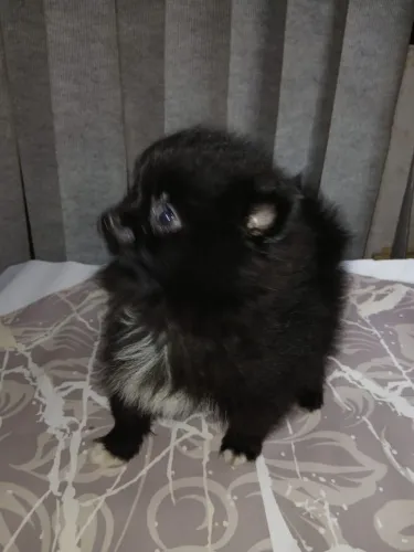Spitz Alemão Black