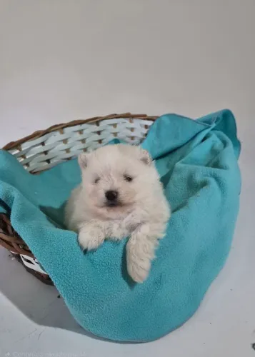 Lulu da Pomerânia!