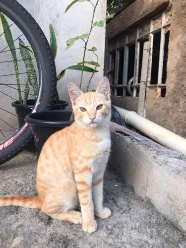GATOS PARA ADOÇÃO RESPONSÁVEL 