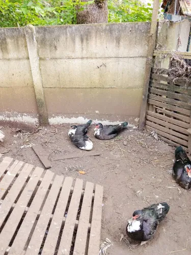 Vendo patos adultos 