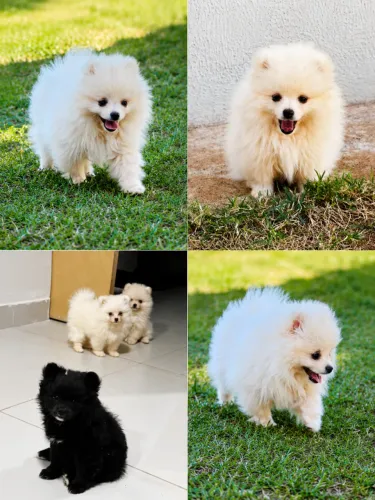 FILHOTES SPITZ ALEMÃO - LULU DA POMERANIA