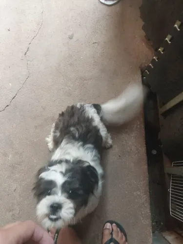 Shih tzu