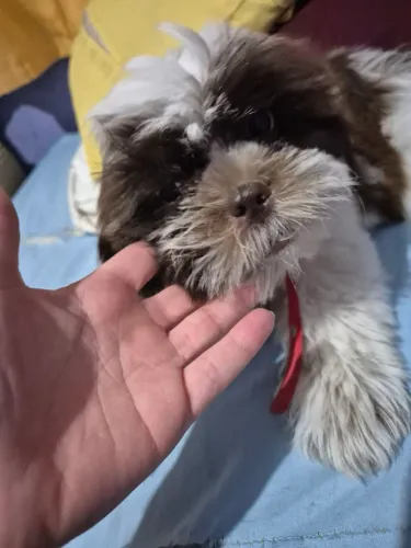 Vendo shitzu mini