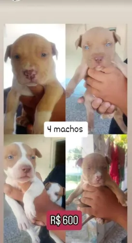 FILHOTES DE PITIBULL MACHO