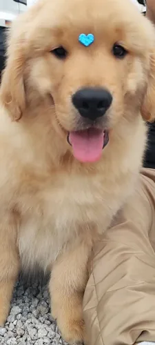 Golden Retriever últimos filhotes