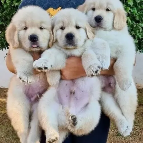 Filhotes de Golden Retriever | Um toque de ternura.